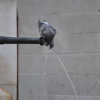 Thirsty Pigeon