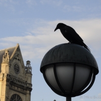 Paris crow
