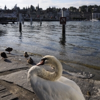 Narcisus Swan in Luzern