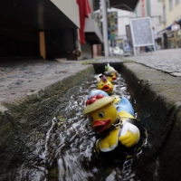 Rubber ducks escape in Nuernberg