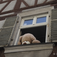 Curious Teddy Bear